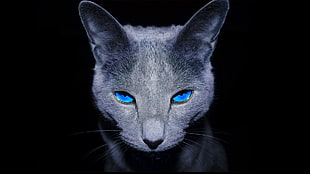 gray cat with blue eyes